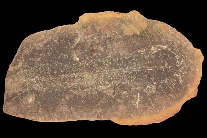 Fossil Fern (Pecopteris) Pos/Neg - Mazon Creek #121048